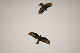 121.jpg - {121.jpg} - [100170]