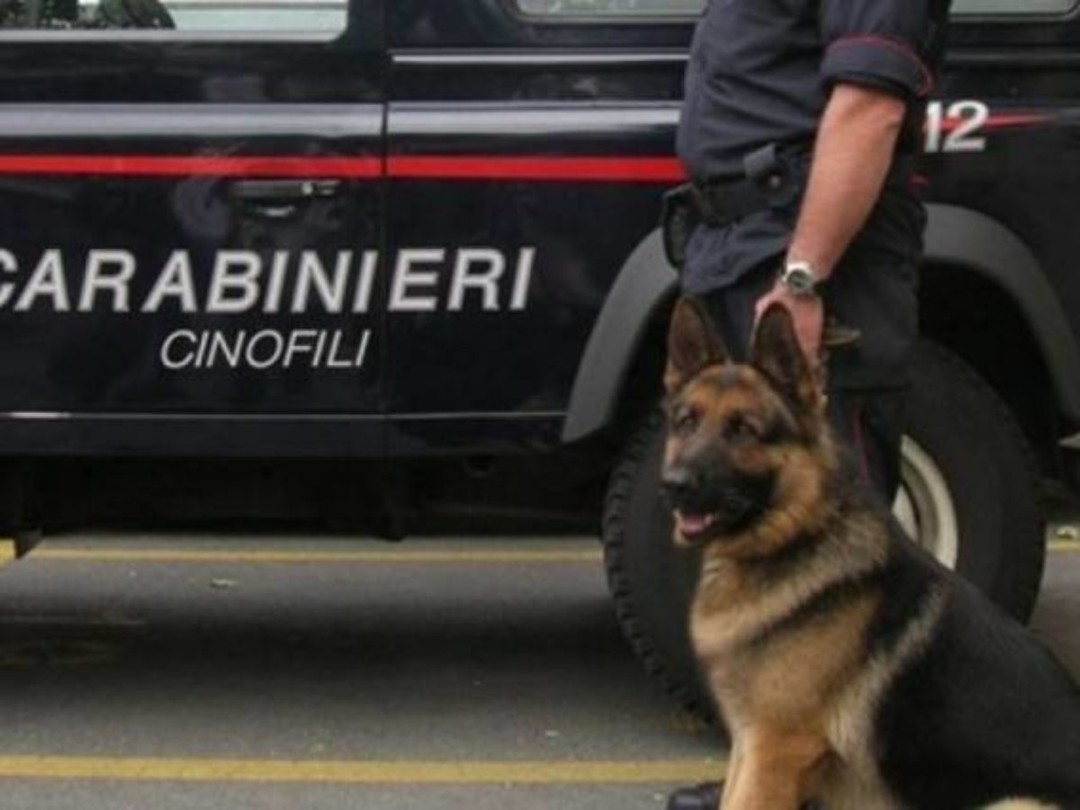 unita-cinofila-carabinieri-1200x900.jpg - {unita-cinofila-carabinieri-1200x900.jpg} - [100635]