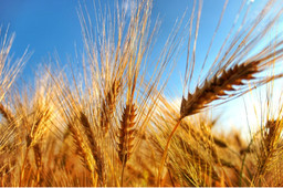 Farina-di-grano-duro-1.jpg - {Farina-di-grano-duro-1.jpg} - [101355]
