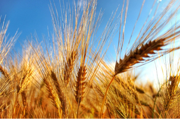Farina-di-grano-duro-1.jpg - {Farina-di-grano-duro-1.jpg} - [101355]