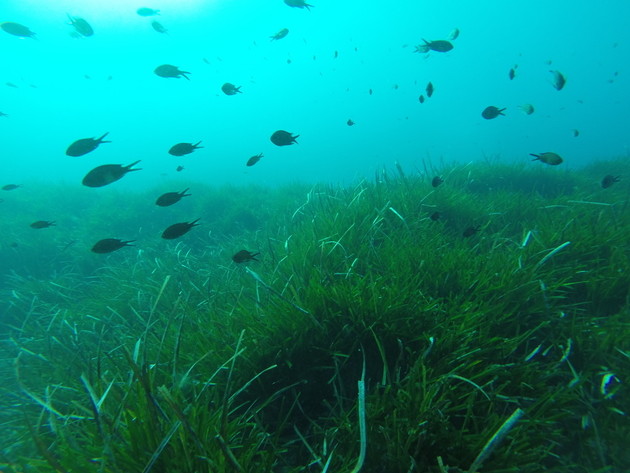 Posidonia subacquee (1).jpeg - {Posidonia subacquee (1).jpeg} - [101643]