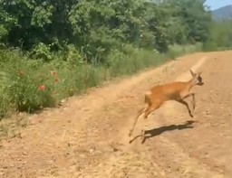 Foto recupero capriolo.jpg - {Foto recupero capriolo.jpg} - [102590]