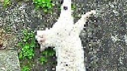GattoInchiodato.jpg - {GattoInchiodato.jpg} - [103654]