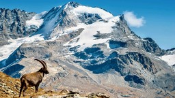 GranParadiso.jpeg - {GranParadiso.jpeg} - [103702]