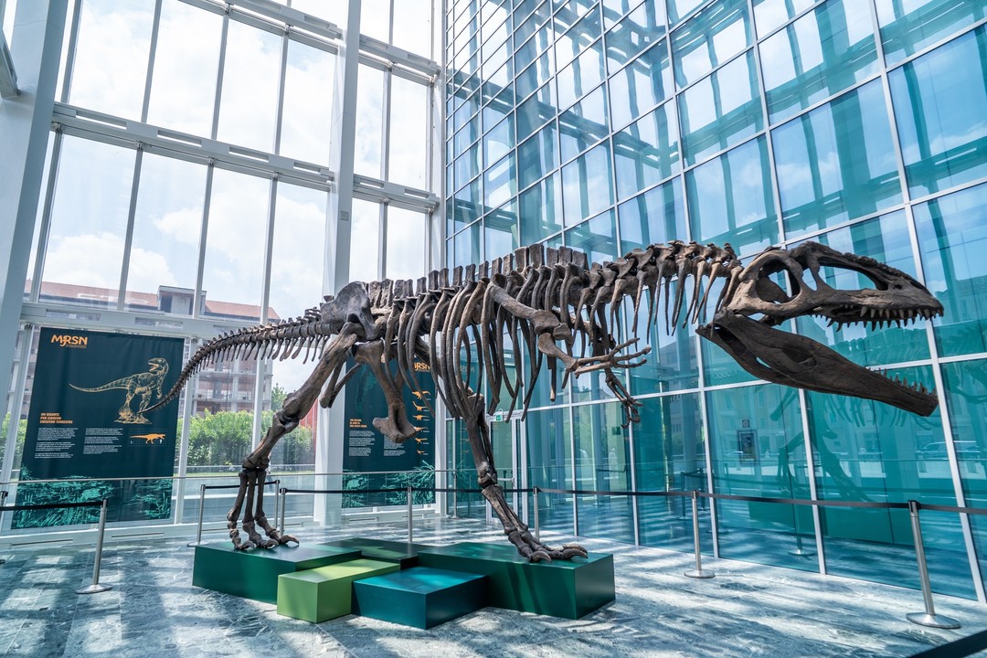 Foto dinosauro in Regione Piemonte.jpg - {Foto dinosauro in Regione Piemonte.jpg} - [104150]