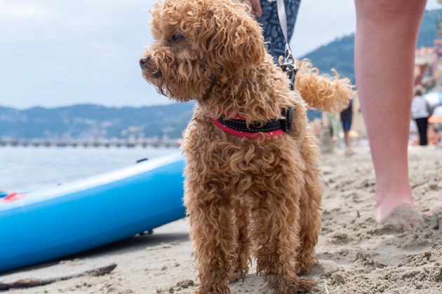 cagnolino spiaggia Alassio.jpg - {cagnolino spiaggia Alassio.jpg} - [105480]