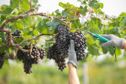 Vendemmia.jpg - {Vendemmia.jpg} - [10563]