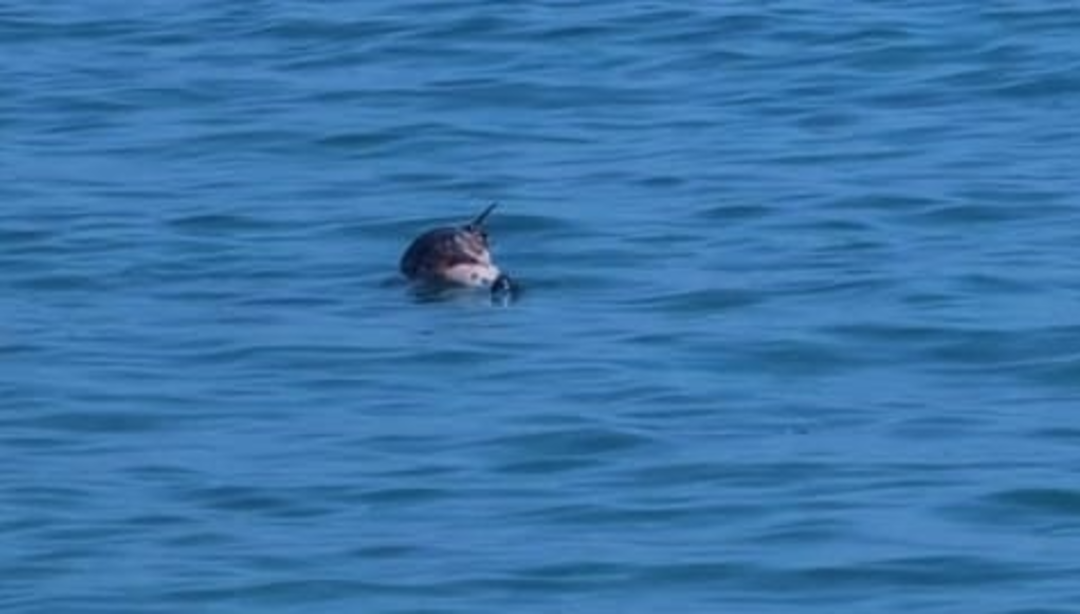 delfino.png - {delfino.png} - [10803]