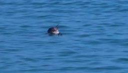 delfino.png - {delfino.png} - [10803]