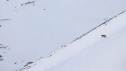 i__id18211_crop1200x600x_mw1200__1x.jpg - {i__id18211_crop1200x600x_mw1200__1x.jpg} - [108099]