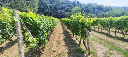 Tour Cia aziende agricole (13).jpeg - {Tour Cia aziende agricole (13).jpeg} - [108915]