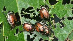 scarabeo-giapponese-1200x675.jpg - {scarabeo-giapponese-1200x675.jpg} - [109484]