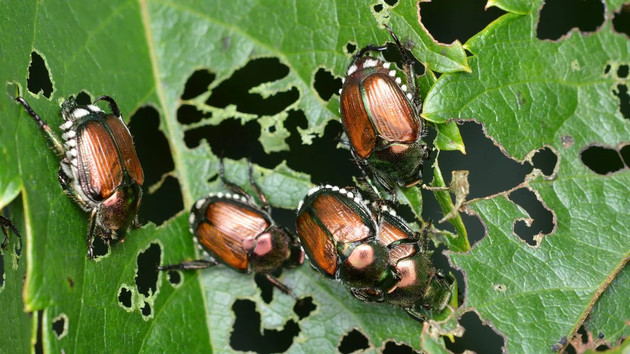 scarabeo-giapponese-1200x675.jpg - {scarabeo-giapponese-1200x675.jpg} - [109484]