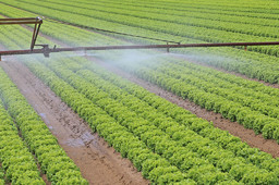 irrigazione.jpg - {irrigazione.jpg} - [109924]