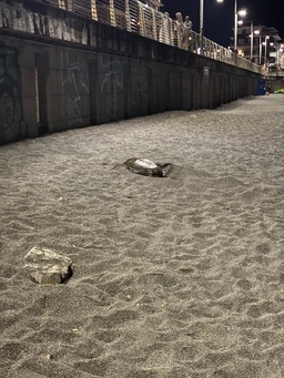 27.06.2025 Nidificazione Sestri Levante (3).jpeg - {27.06.2025 Nidificazione Sestri Levante (3).jpeg} - [110220]