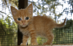 Immagine gatto-gattile-BLOG.png - {Immagine gatto-gattile-BLOG.png} - [11051]