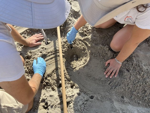 15.07.2025 nido Caretta Laigueglia.jpg - {15.07.2025 nido Caretta Laigueglia.jpg} - [114538]