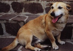 Foto cane.jpg - {Foto cane.jpg} - [114676]