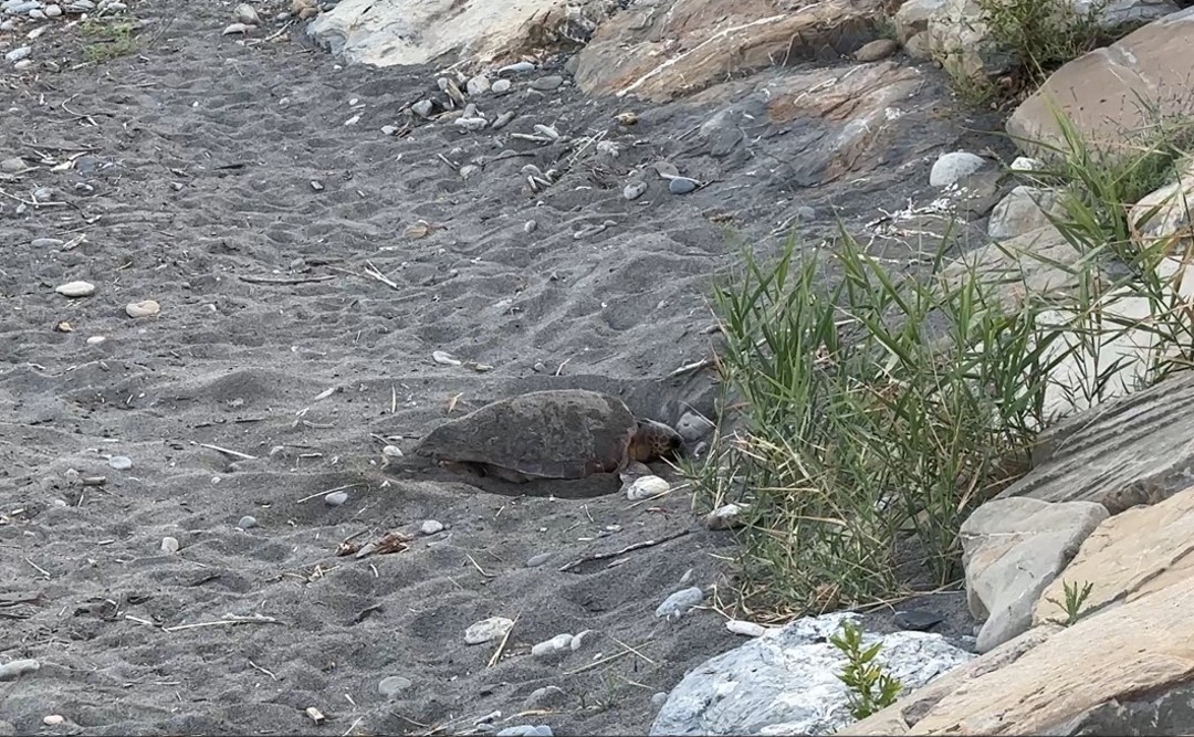 16.07.2025 Riva Ligure Caretta caretta deposizione.jpg - {16.07.2025 Riva Ligure Caretta caretta deposizione.jpg} - [115158]