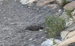 16.07.2025 Riva Ligure Caretta caretta deposizione.jpg - {16.07.2025 Riva Ligure Caretta caretta deposizione.jpg} - [115158]