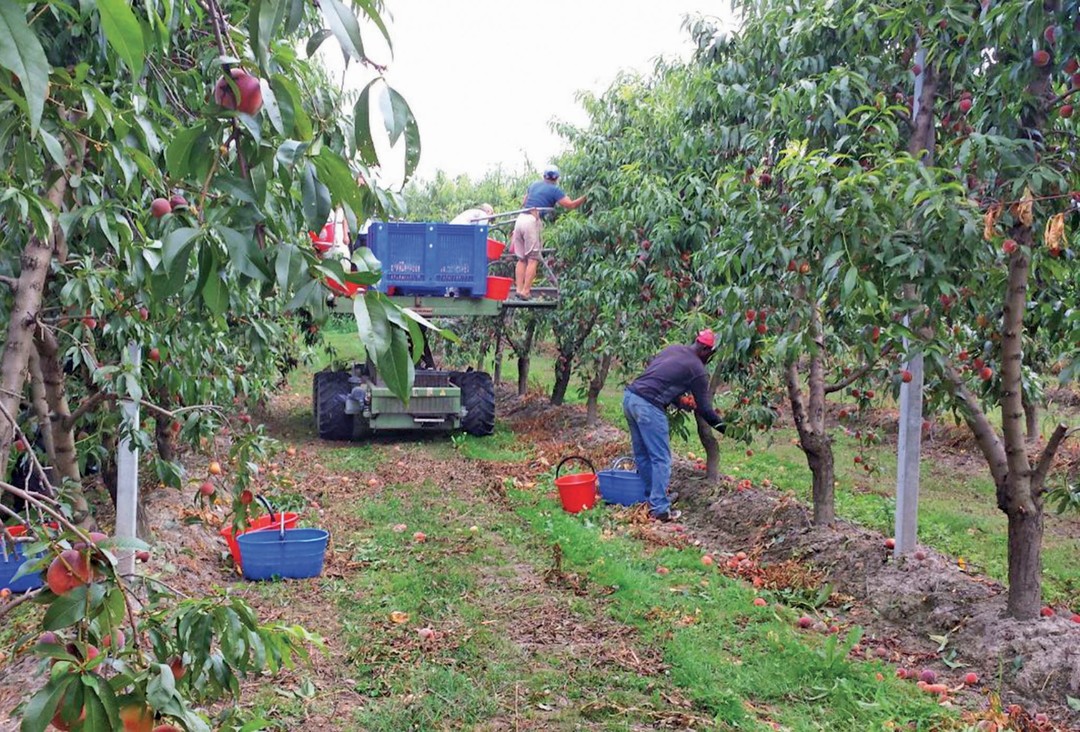 Immagine Raccolta-frutta_01-2048x1389.jpg - {Immagine Raccolta-frutta_01-2048x1389.jpg} - [11531]