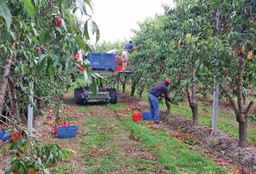 Immagine Raccolta-frutta_01-2048x1389.jpg - {Immagine Raccolta-frutta_01-2048x1389.jpg} - [11531]