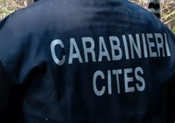Foto carabinieri cites.jpg - {Foto carabinieri cites.jpg} - [115788]