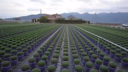 agricoltura.jpg - {agricoltura.jpg} - [11683]