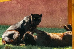 1.jpg - {1.jpg} - [116974]