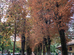 Alberi viale del Sole.png - {Alberi viale del Sole.png} - [119334]