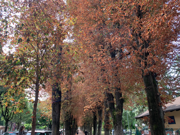 Alberi viale del Sole.png - {Alberi viale del Sole.png} - [119334]