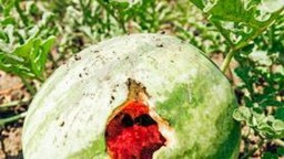 AngurieCorvi.jpg - {AngurieCorvi.jpg} - [11987]