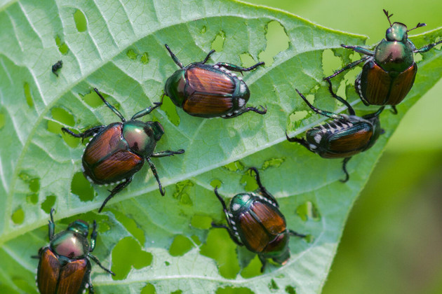 Popilia japonica.jpg - {Popilia japonica.jpg} - [120103]