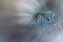 66e195f9cbdb42dbdec9b1d1_highly-detailed-mosquito.jpg - {66e195f9cbdb42dbdec9b1d1_highly-detailed-mosquito.jpg} - [120463]