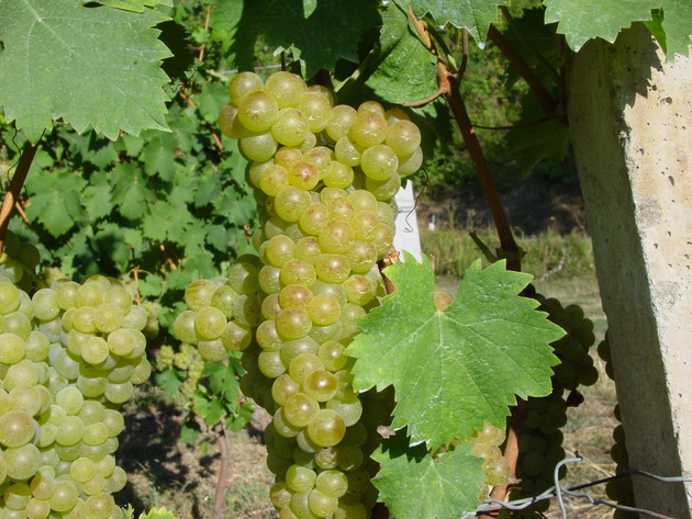 Uva moscato.jpg - {Uva moscato.jpg} - [120655]
