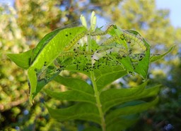 tree-nature-branch-plant-sunlight-leaf-526589-pxhere.com.jpg - {tree-nature-branch-plant-sunlight-leaf-526589-pxhere.com.jpg} - [121471]