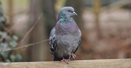 Piccione.jpg - {Piccione.jpg} - [121800]