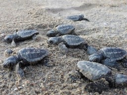 tartarughe-marine-nidi.jpg - {tartarughe-marine-nidi.jpg} - [122497]