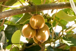 kiwi-6579961_1280.jpg - {kiwi-6579961_1280.jpg} - [122937]