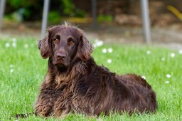 german-longhaired-pointer-782498_1280.jpg - {german-longhaired-pointer-782498_1280.jpg} - [123450]