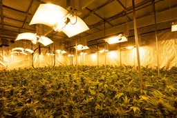 CannabisLight.jpg - {CannabisLight.jpg} - [12411]