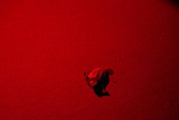 22.jpeg - {22.jpeg} - [124370]