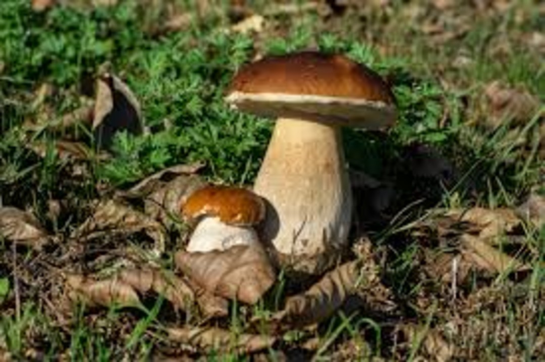 images.jpg - {images.jpg} - [124834]
