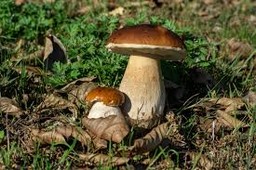 images.jpg - {images.jpg} - [124834]