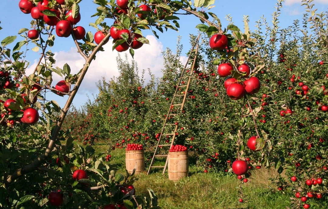 Immagine apples-1873078_1280.jpg - {Immagine apples-1873078_1280.jpg} - [126380]