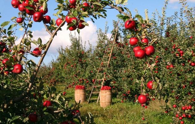 Immagine apples-1873078_1280.jpg - {Immagine apples-1873078_1280.jpg} - [126380]