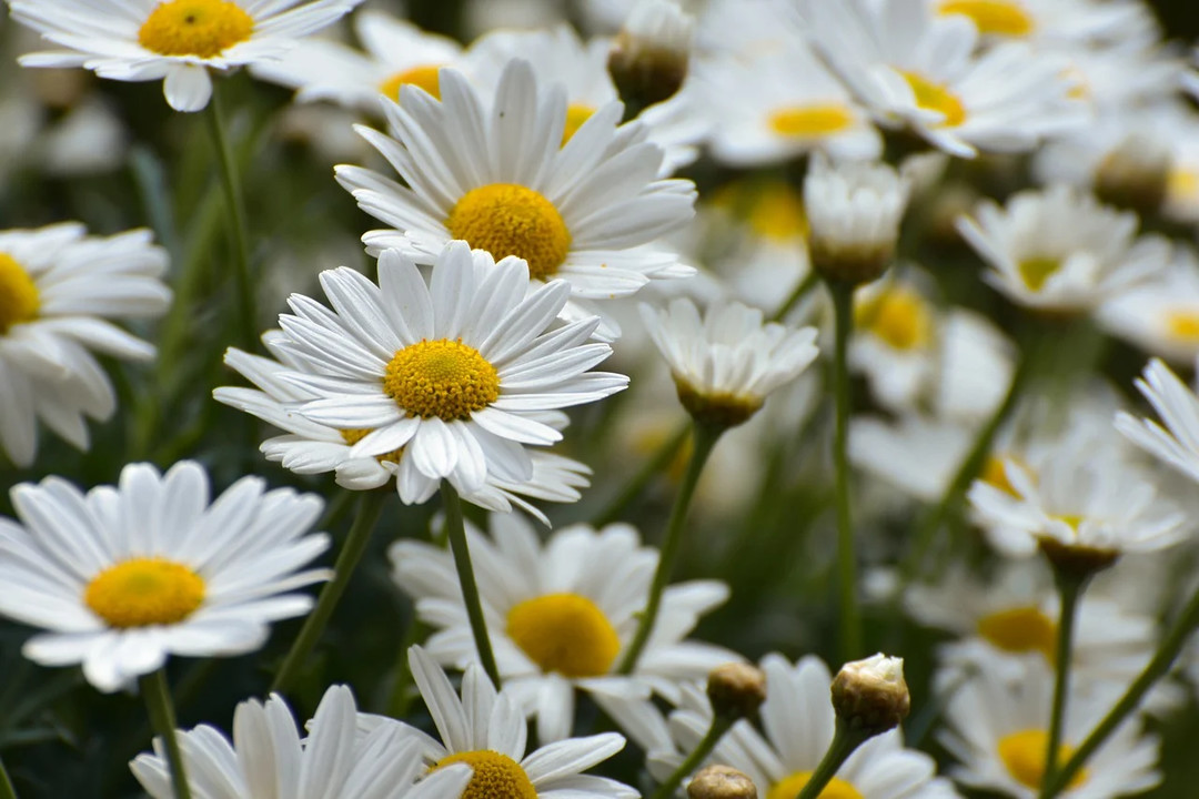 Fiori.jpg - {Fiori.jpg} - [127733]