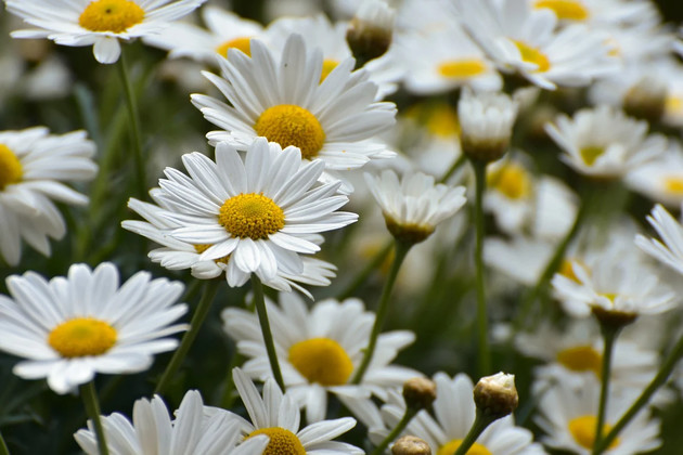Fiori.jpg - {Fiori.jpg} - [127733]