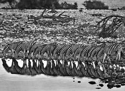 2. Damaraland. Namibia, 2005.jpg - {2. Damaraland. Namibia, 2005.jpg} - [1284]