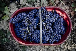 barbera-monferrato.jpg - {barbera-monferrato.jpg} - [12915]